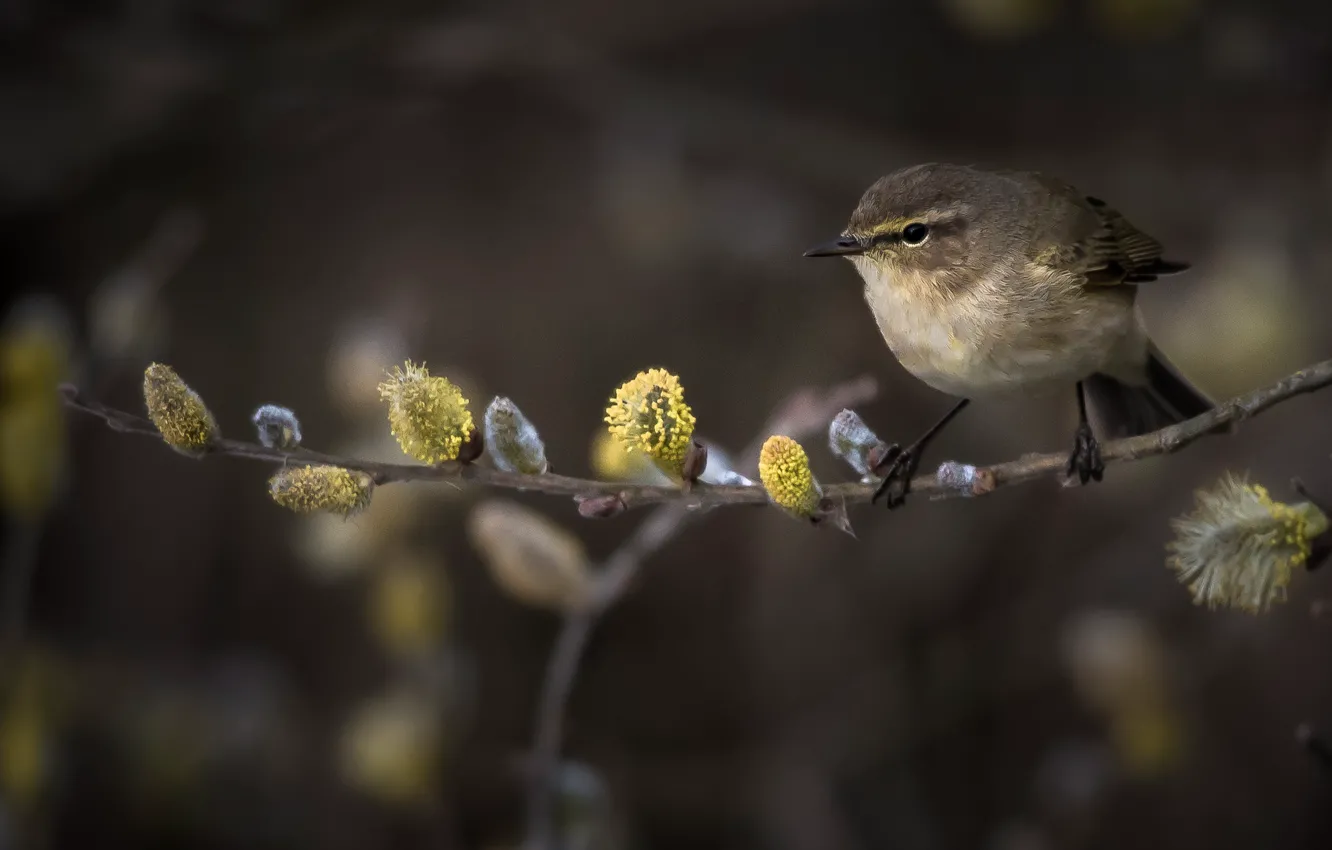 Photo wallpaper branches, nature, bird, spring, Verba
