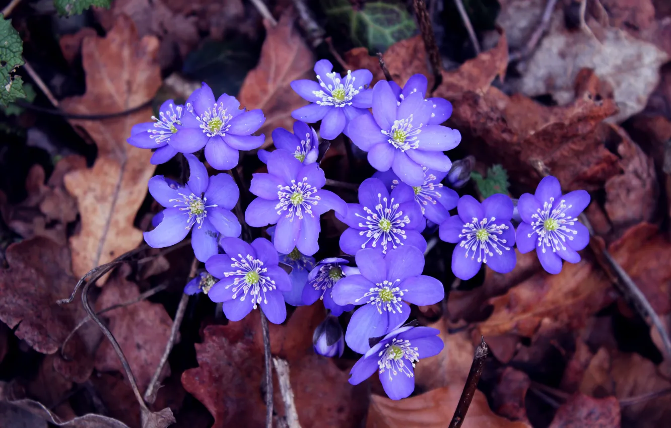 Photo wallpaper forest, macro, flowers, Park, blue, bouquet, spring, forest