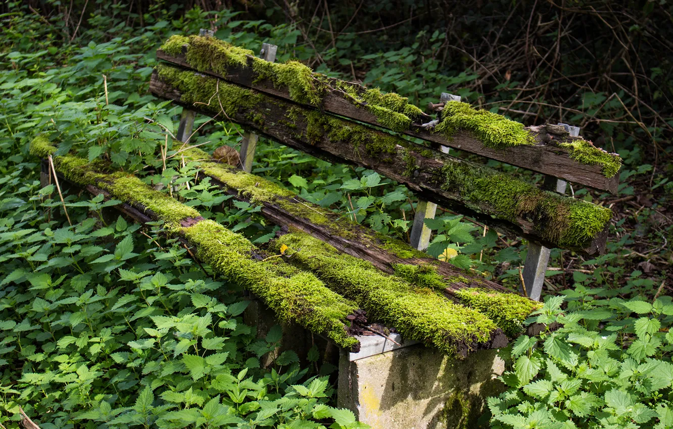 Photo wallpaper bench, moss, nettle
