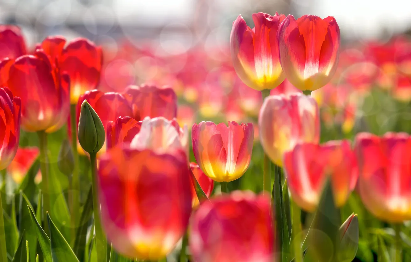 Photo wallpaper the sun, light, flowers, red, spring, tulips, flowerbed, bokeh
