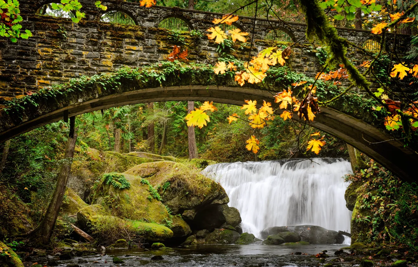 Photo wallpaper forest, trees, branches, bridge, stones, thickets, waterfall, arch