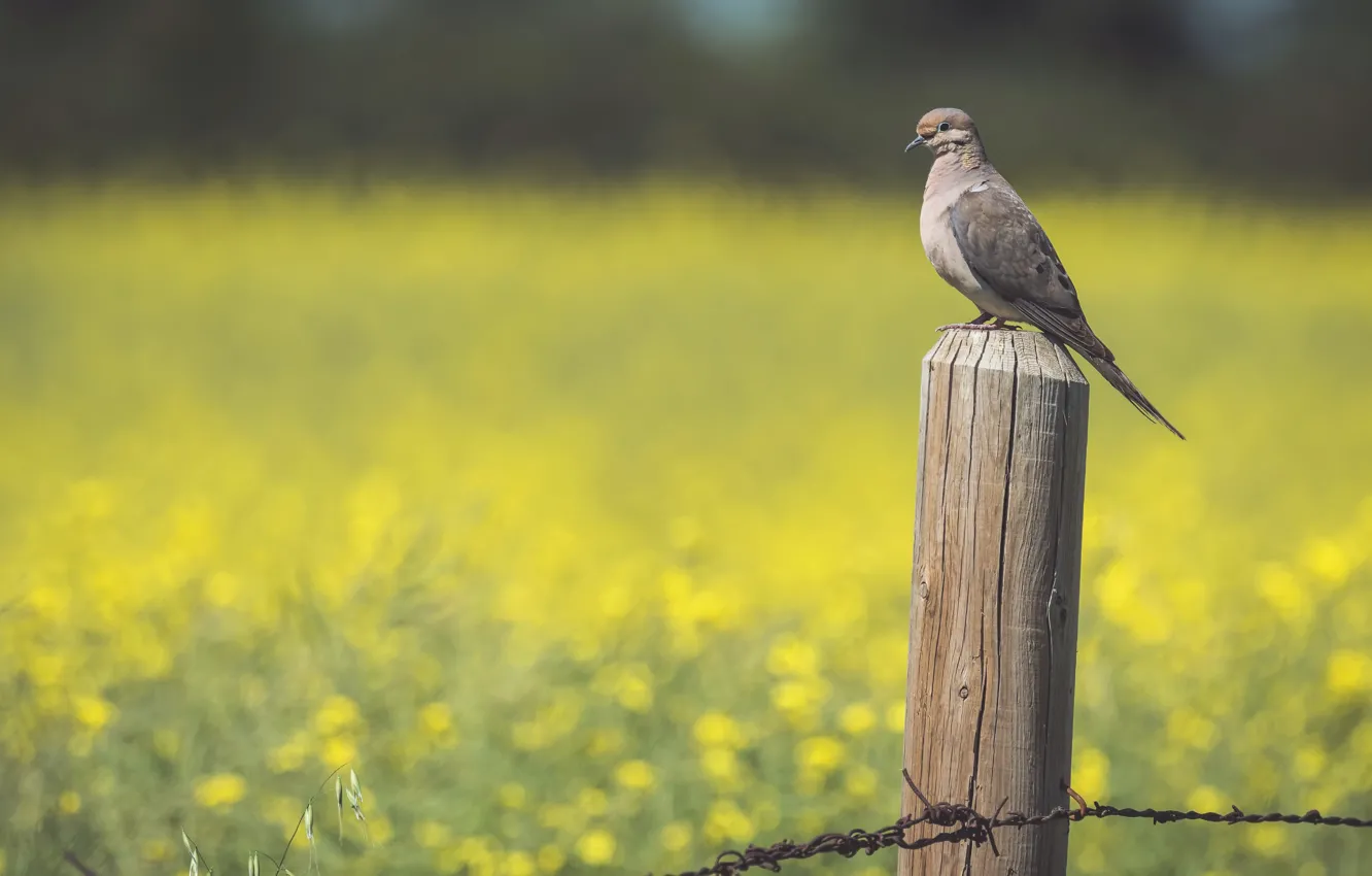Photo wallpaper summer, nature, bird, the fence