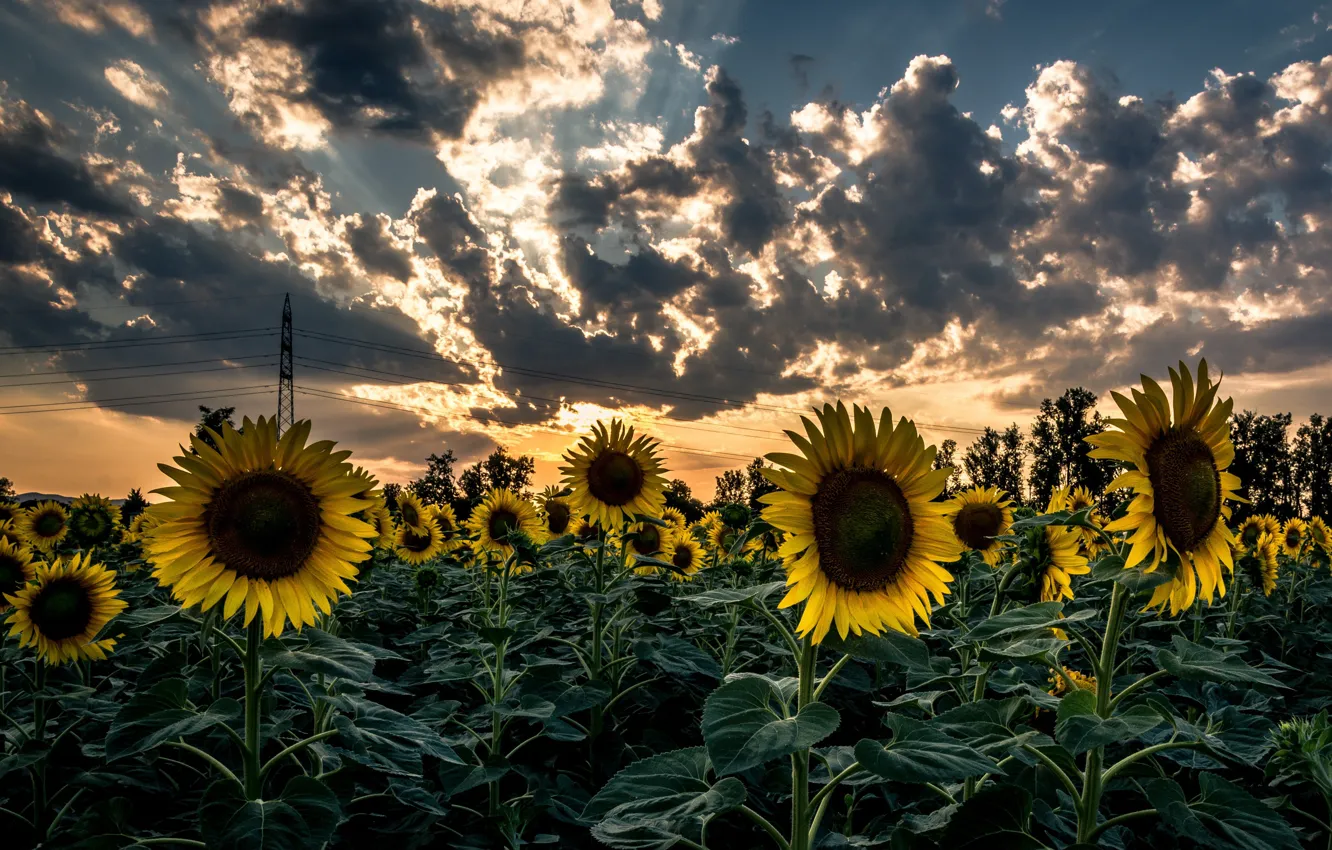 Photo wallpaper sunflowers, sunset, nature