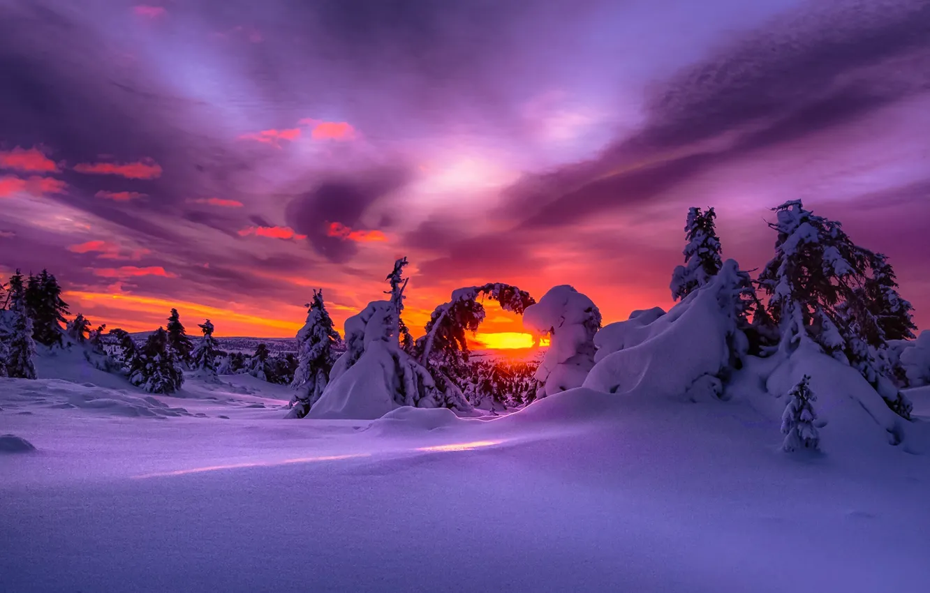 Photo wallpaper snow, sunset, tree, Winter, Norway, glow, clearance