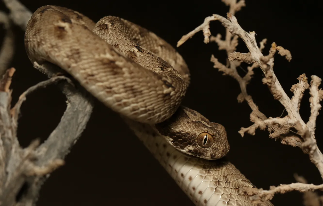Photo wallpaper look, branches, pose, the dark background, snake, brown, reptile