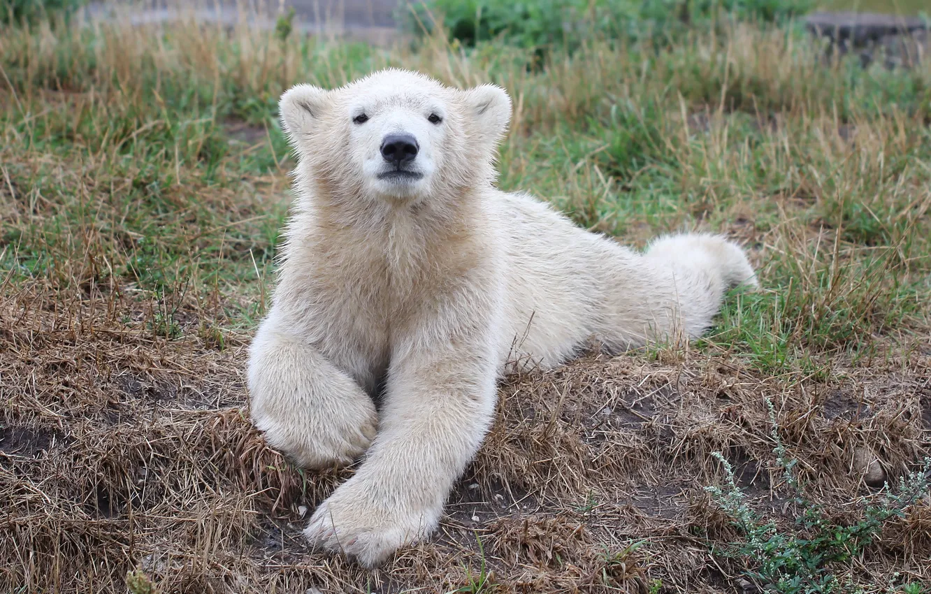 Photo wallpaper grass, look, polar bear