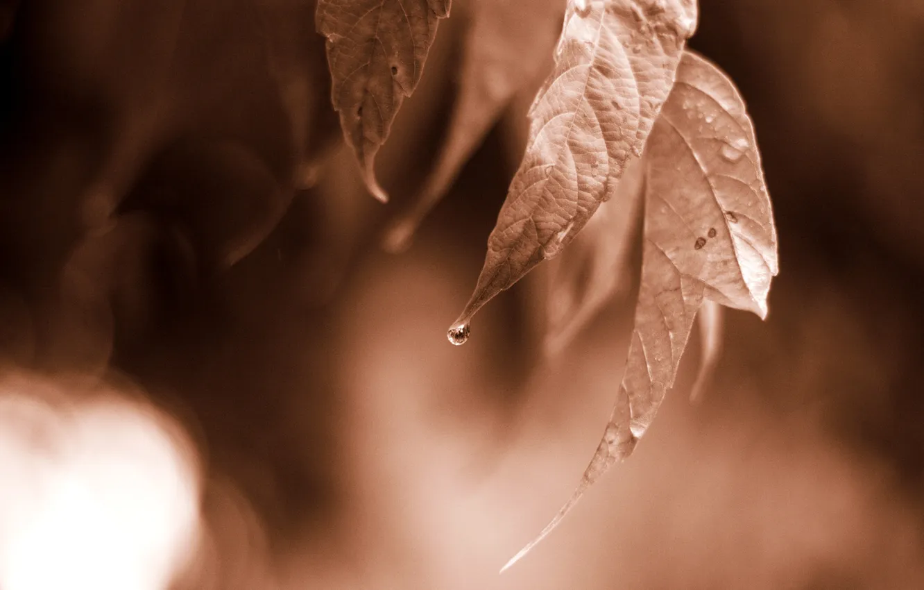 Photo wallpaper leaves, macro, nature, photo