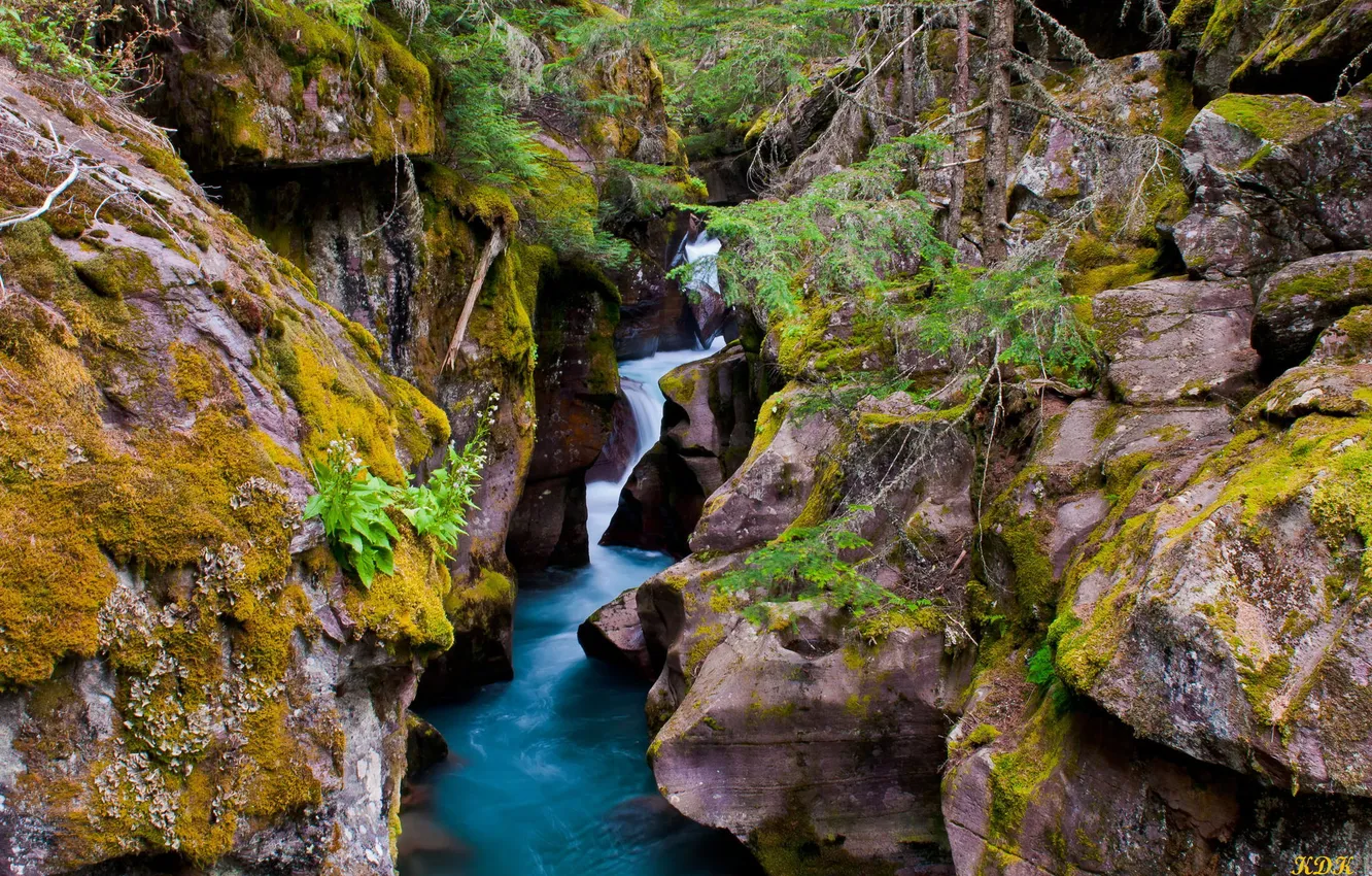 Photo wallpaper forest, nature, river, waterfall, gorge