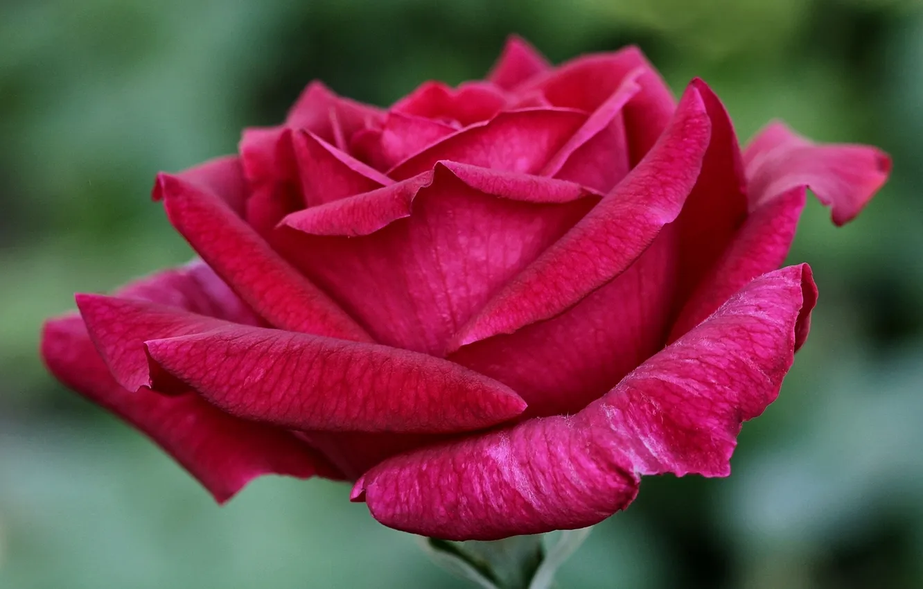 Photo wallpaper macro, roses, petals, buds