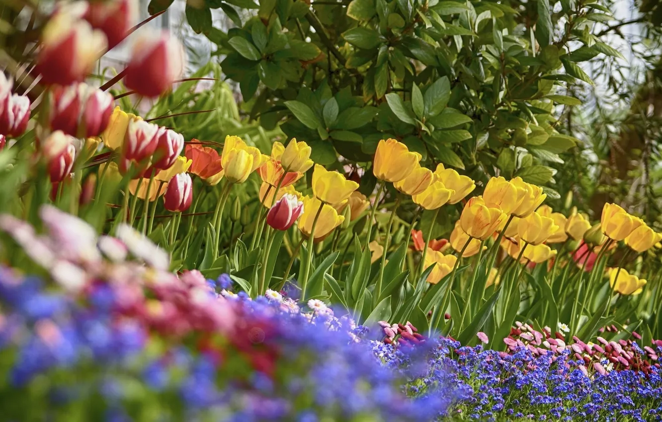 Photo wallpaper blur, tulips, Daisy