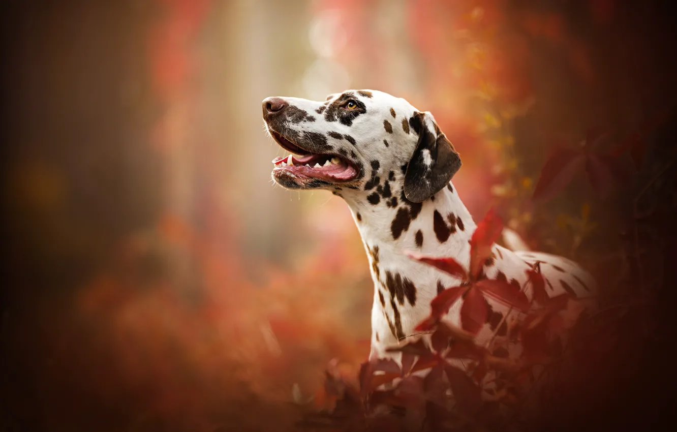 Photo wallpaper portrait, dog, profile, bokeh, Dalmatian