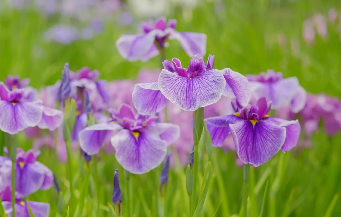 Photo wallpaper purple, flowers, iris