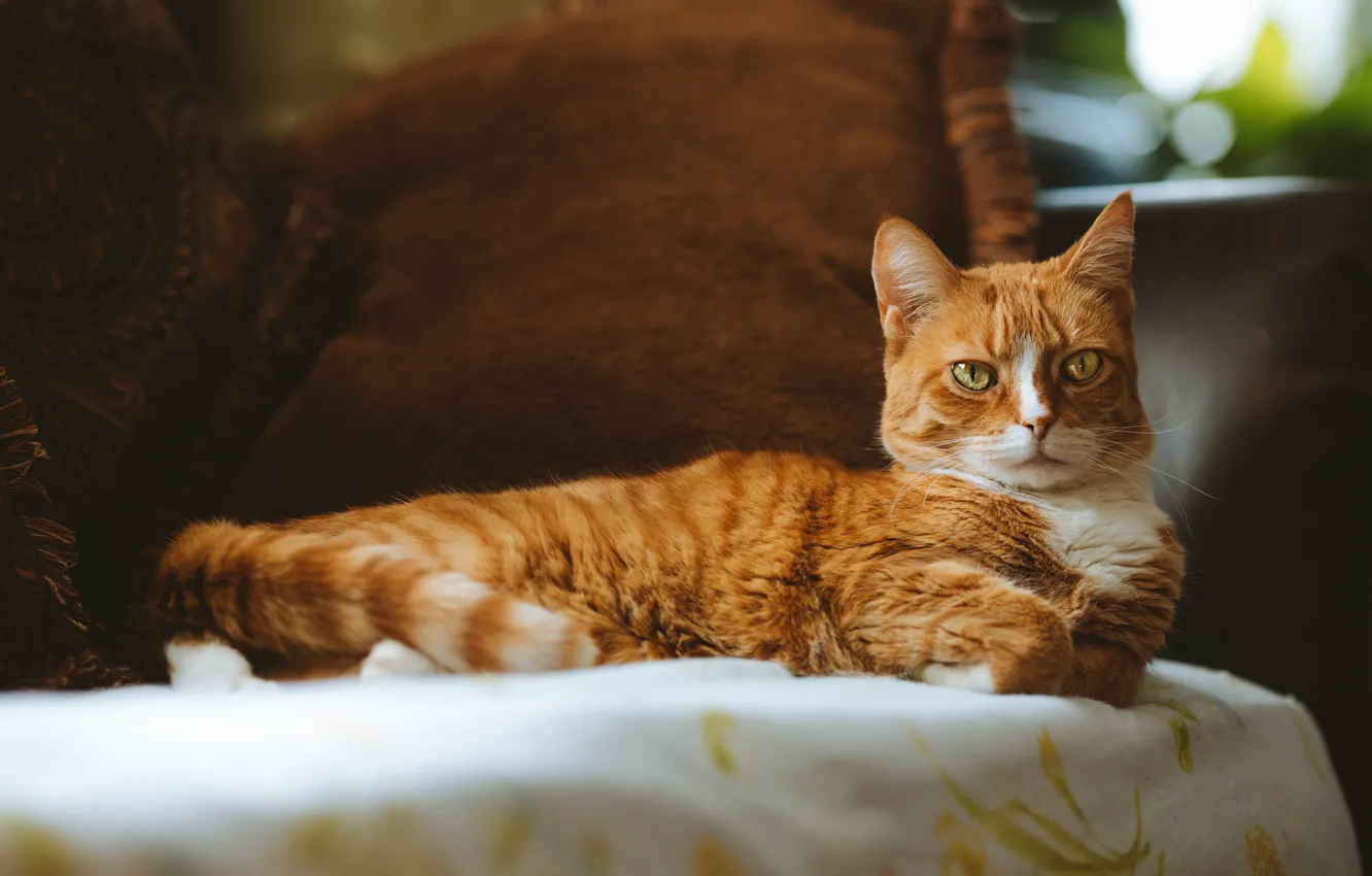 Photo wallpaper cat, cat, look, lies, red, face
