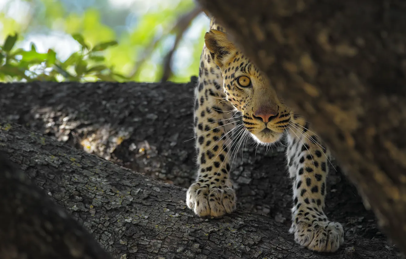 Photo wallpaper look, face, trees, leopard, log, Peeps