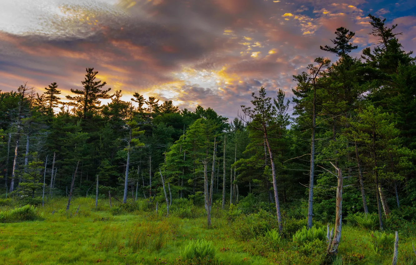 Photo wallpaper forest, summer, nature
