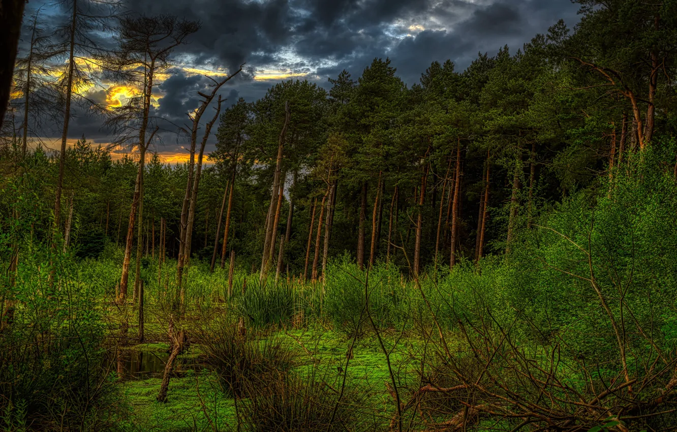 Photo wallpaper greens, forest, trees, sunset, branches, clouds, thickets, shore