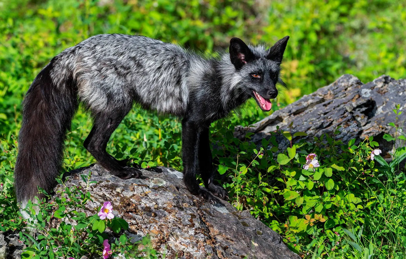 Photo wallpaper grass, stones, Fox, Fox, silver