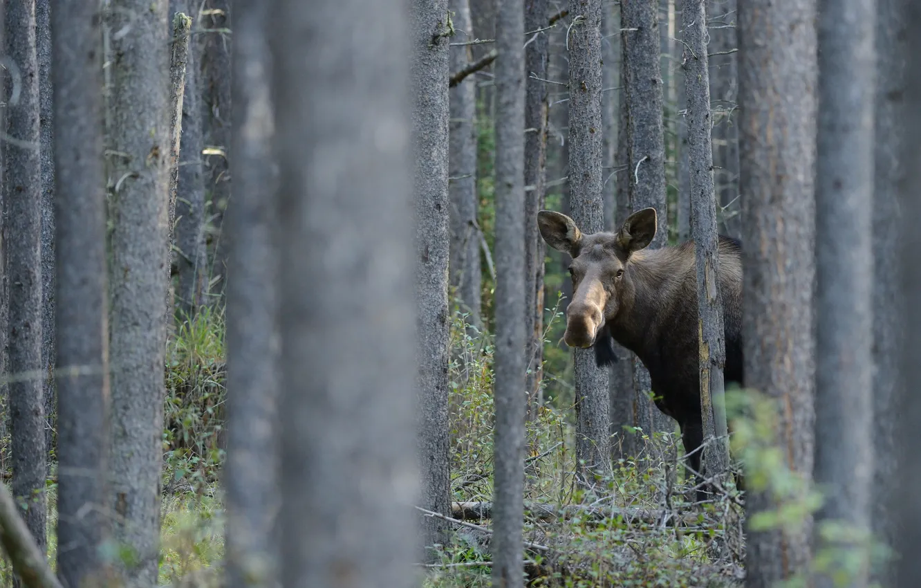 Photo wallpaper forest, face, trees, trunk, pine, moose, bokeh, calf
