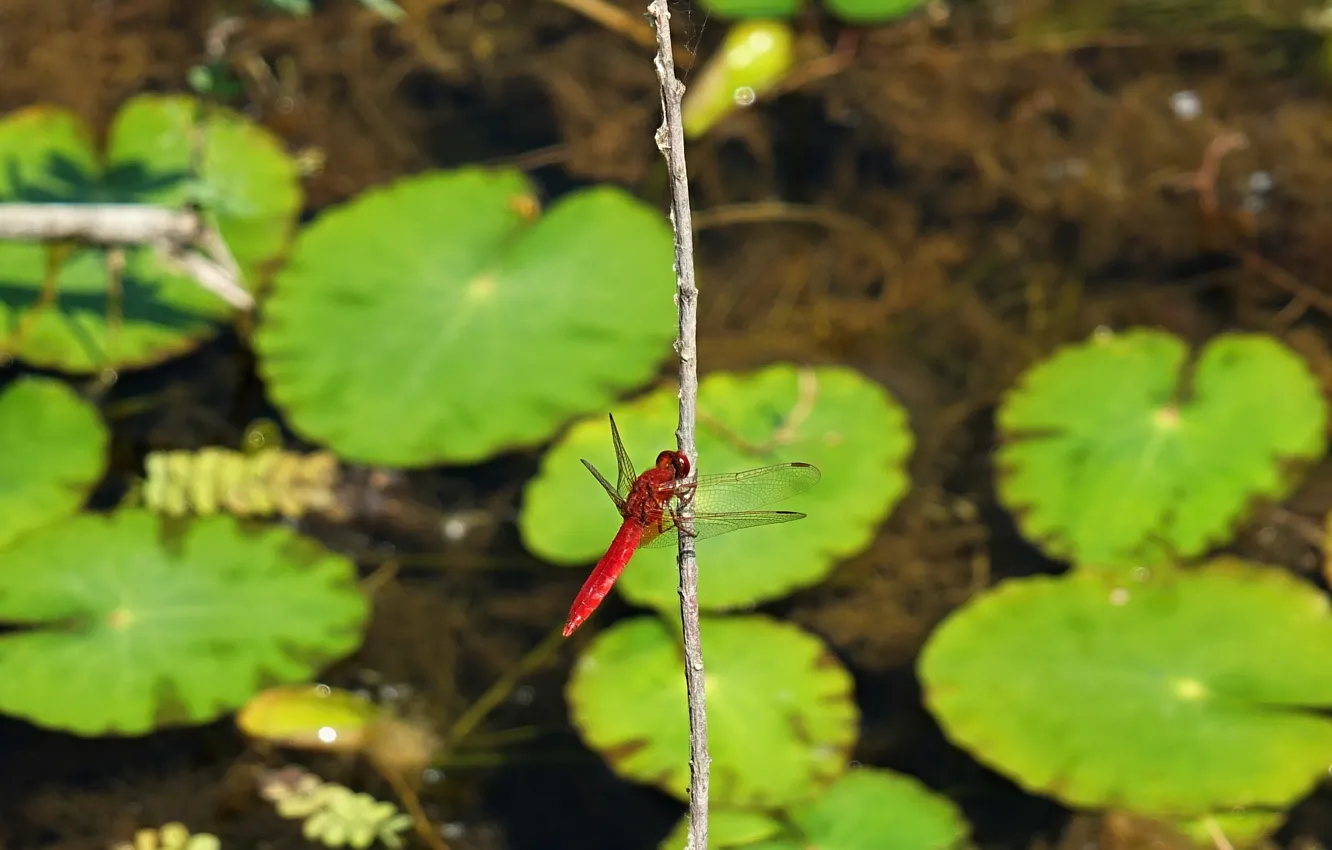 Photo wallpaper green, macro, bugs