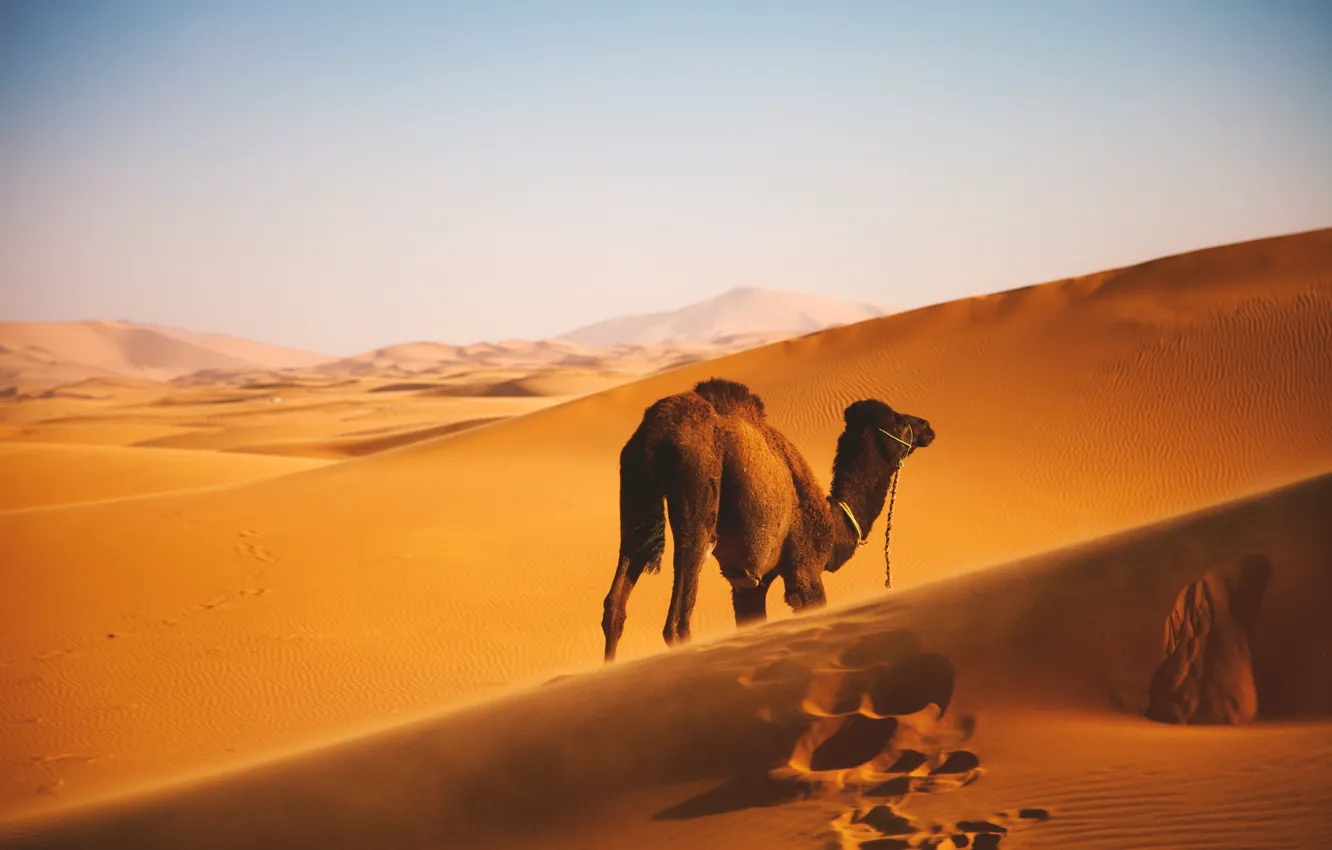 Photo wallpaper Landscape, Wallpaper, Camel, Desert
