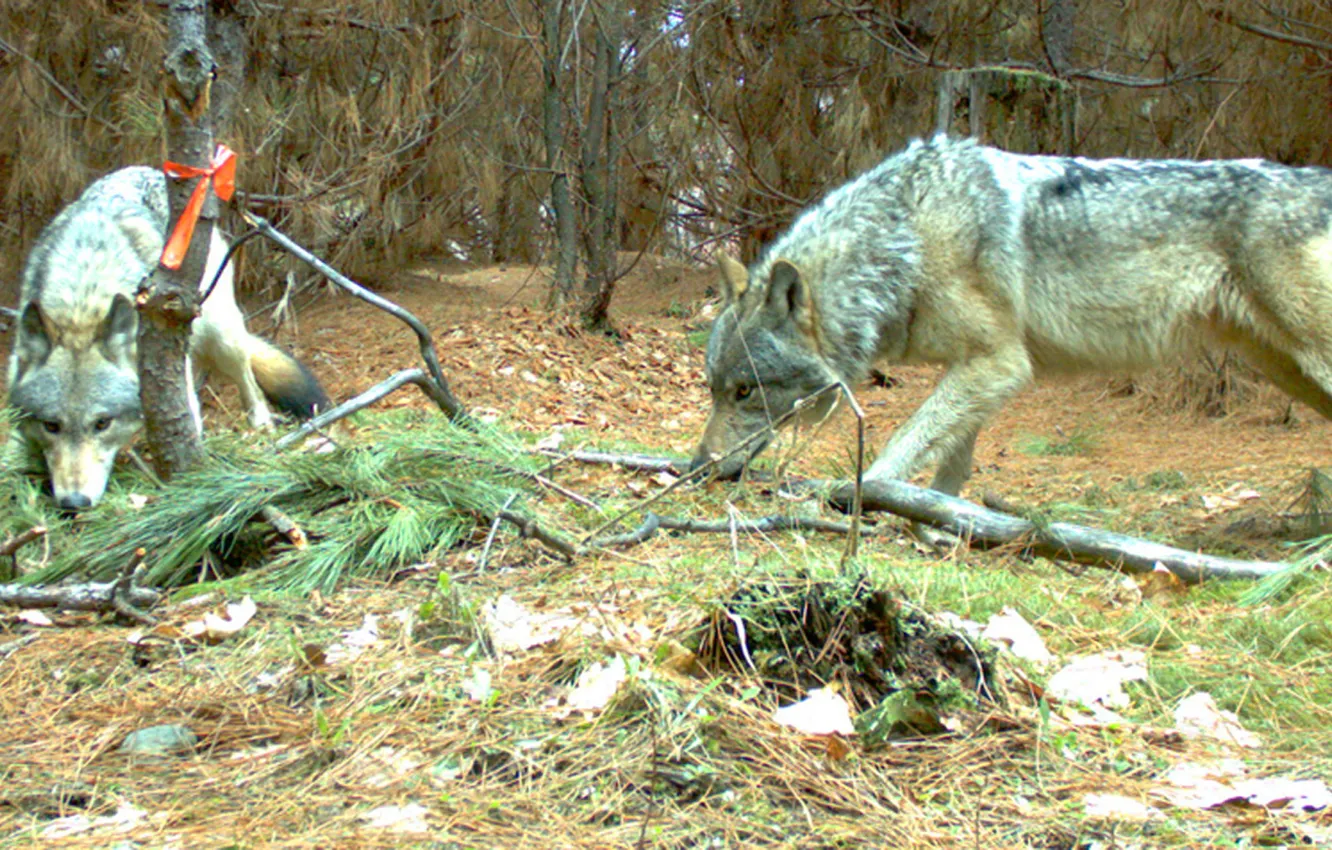 Photo wallpaper nature, face, animal, wolf, wildlife, head, fur, mammal