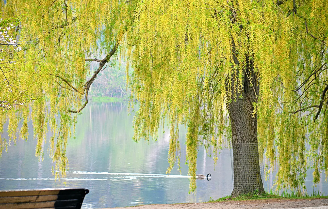 Photo wallpaper pond, Park, tree, bird, spring, IVA