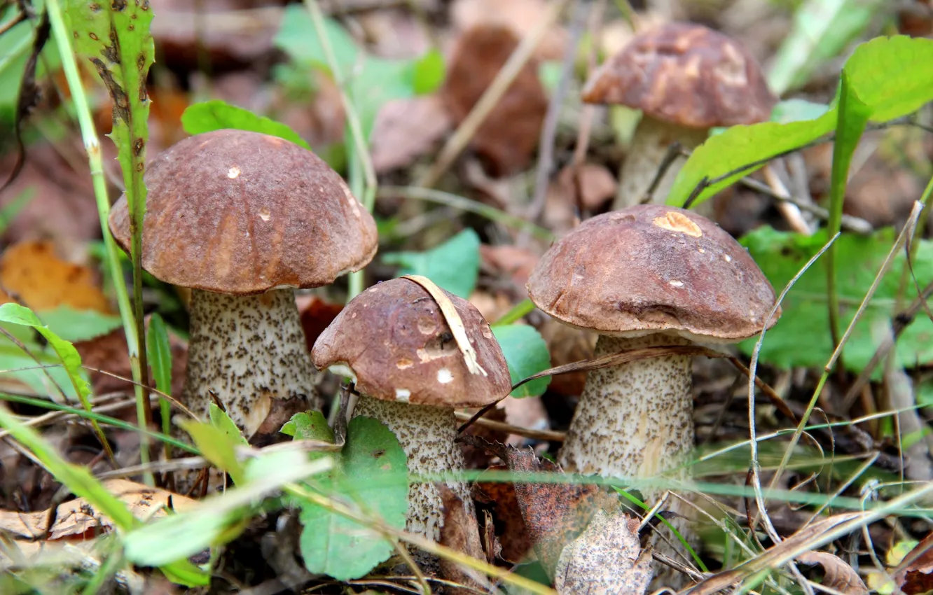 Photo wallpaper forest, mushrooms, boletus