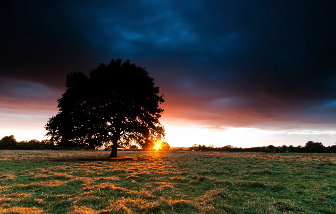 Photo wallpaper field, the sky, grass, the sun, sunset, tree, hay