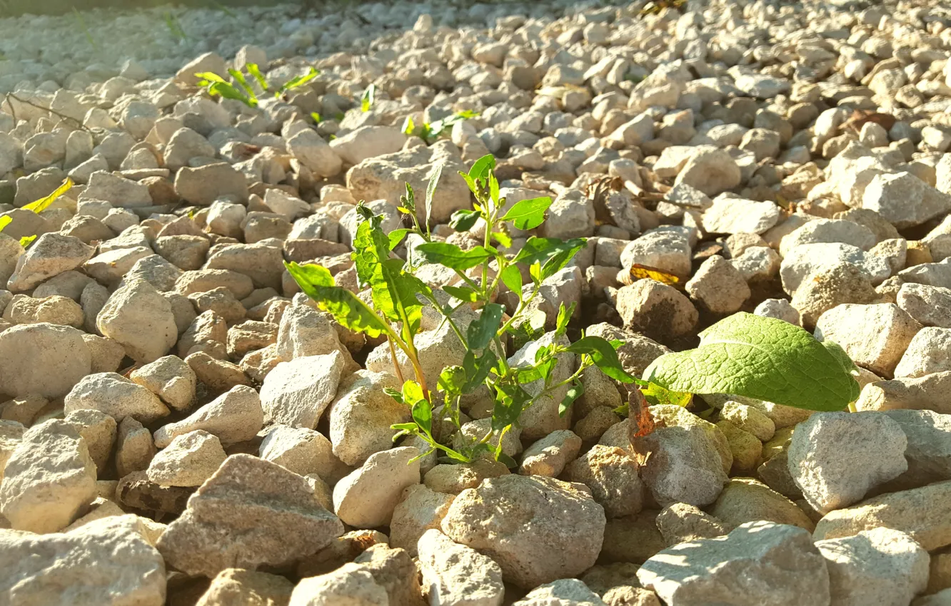Photo wallpaper summer, stones, plant, rock, sun, crushed stone, a ray of life