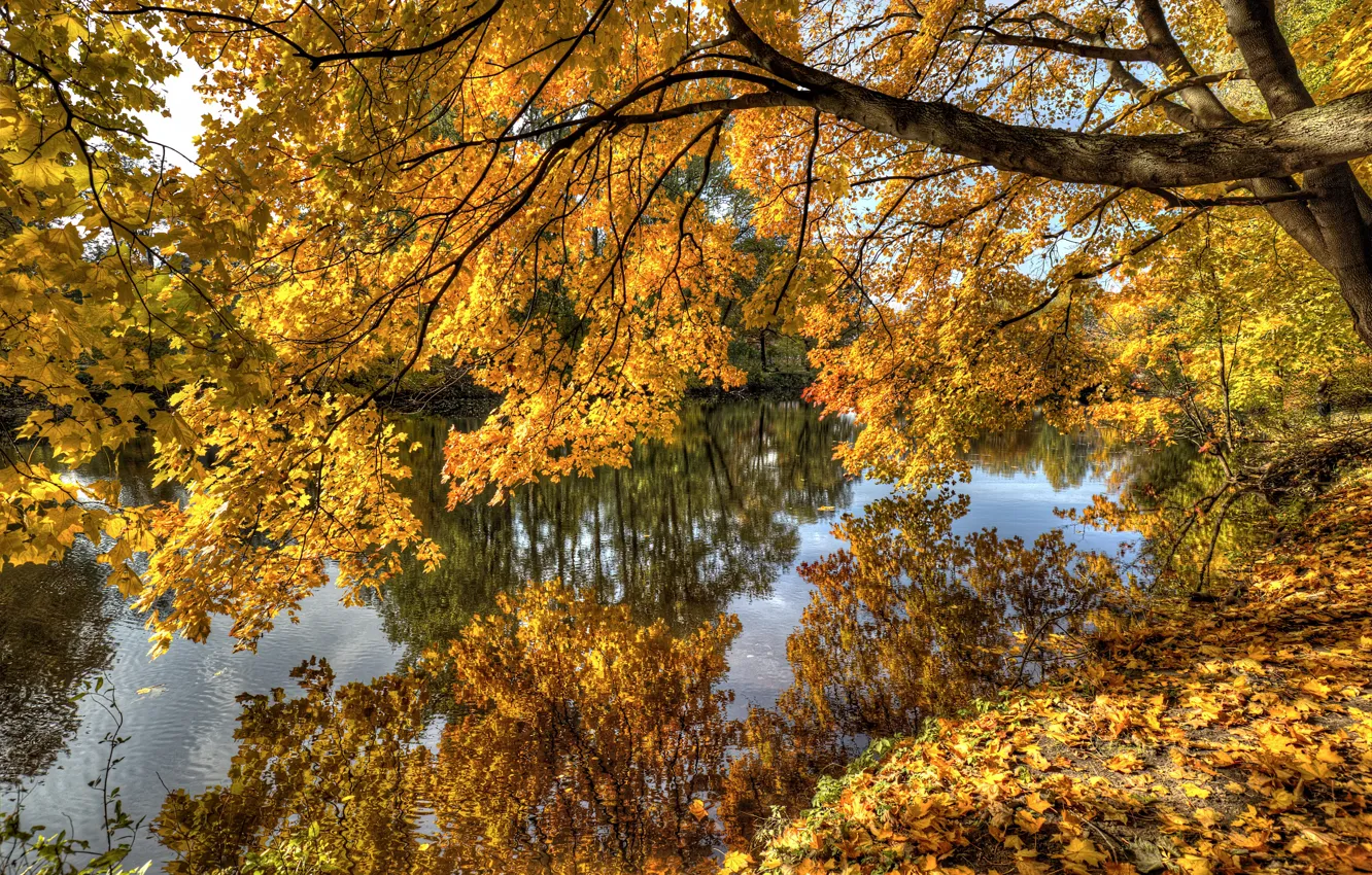 Photo wallpaper autumn, summer, leaves, trees, branches, river, soon, pass