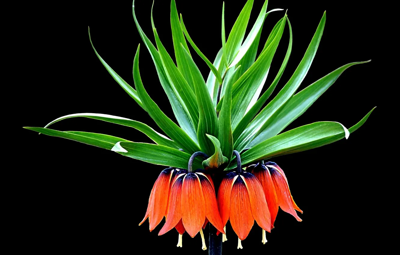 Photo wallpaper flowers, black background, grouse