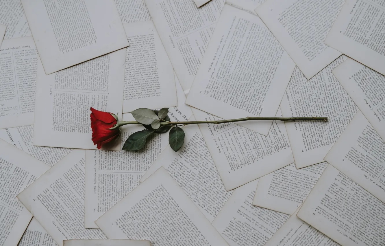 Photo wallpaper Rose, Wallpaper, Text, Book
