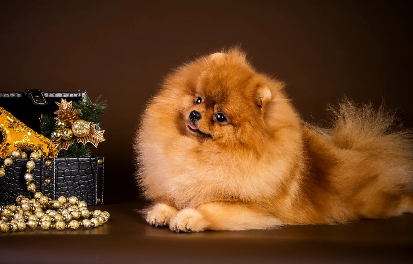 Photo wallpaper dog, mask, box, beads, Spitz