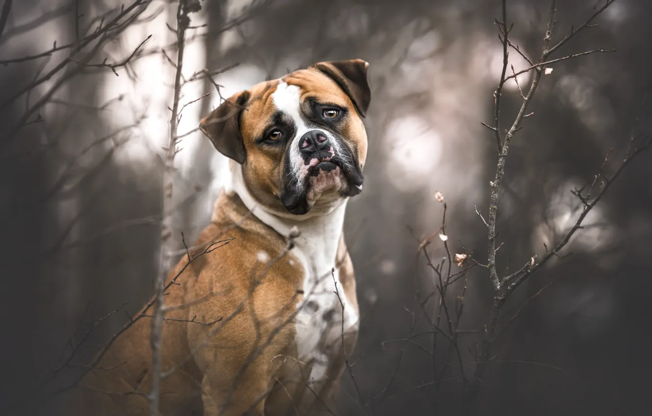 Photo wallpaper sadness, autumn, forest, look, face, branches, nature, portrait