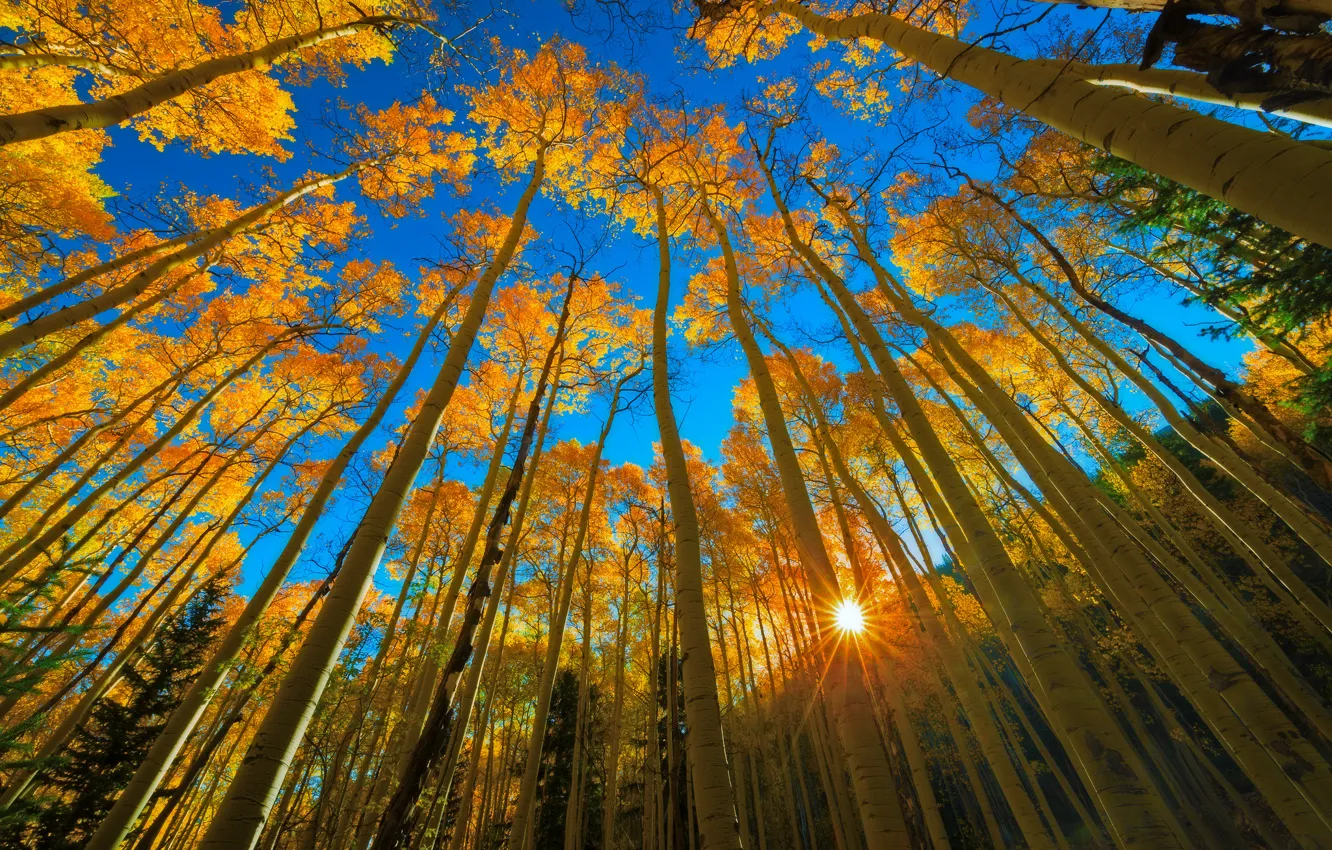 Photo wallpaper autumn, forest, the sky, the sun, rays, light, trees, blue
