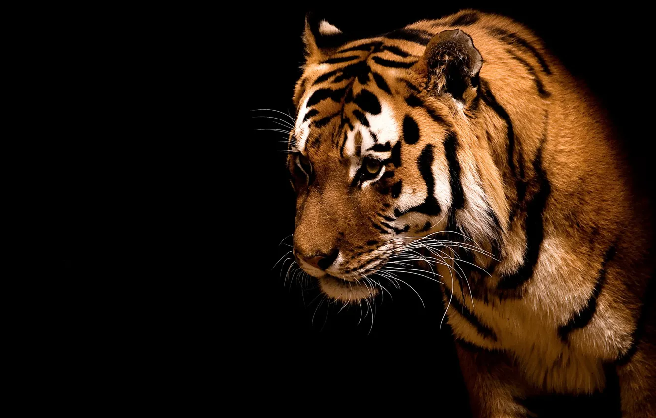 Photo wallpaper strips, tiger, predator, beast, wild cats