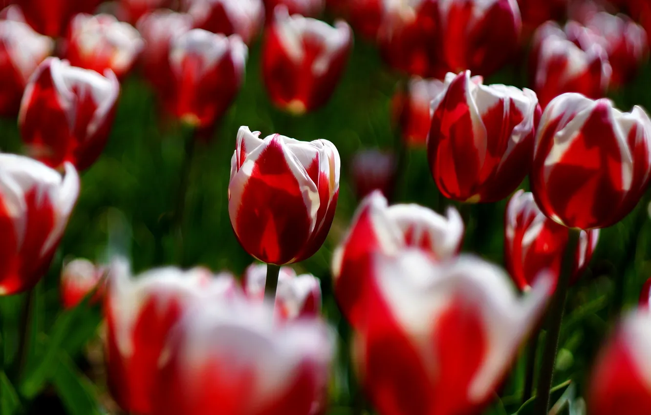 Photo wallpaper light, flowers, glade, bright, spring, garden, tulips, red
