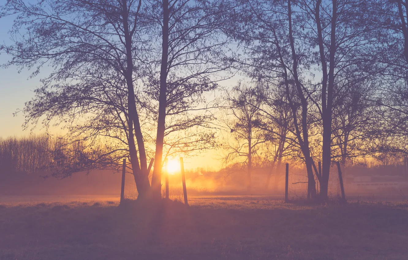 Photo wallpaper trees, field, sunset, branches, peaceful