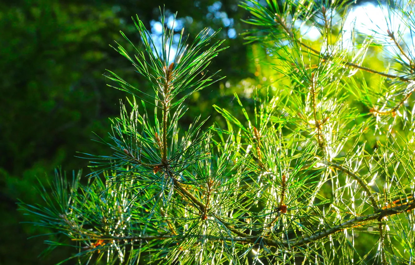 Photo wallpaper tree, pine, twig