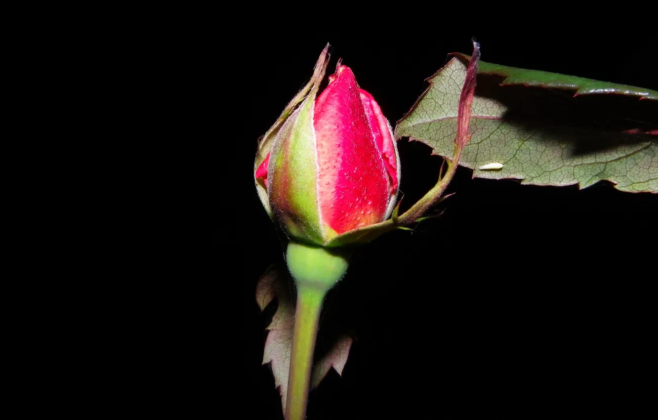 Photo wallpaper flower, sheet, rose, stem, Bud