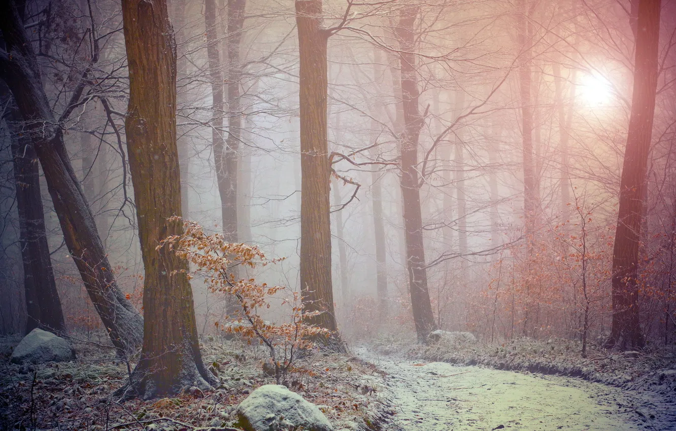 Photo wallpaper forest, landscape, nature