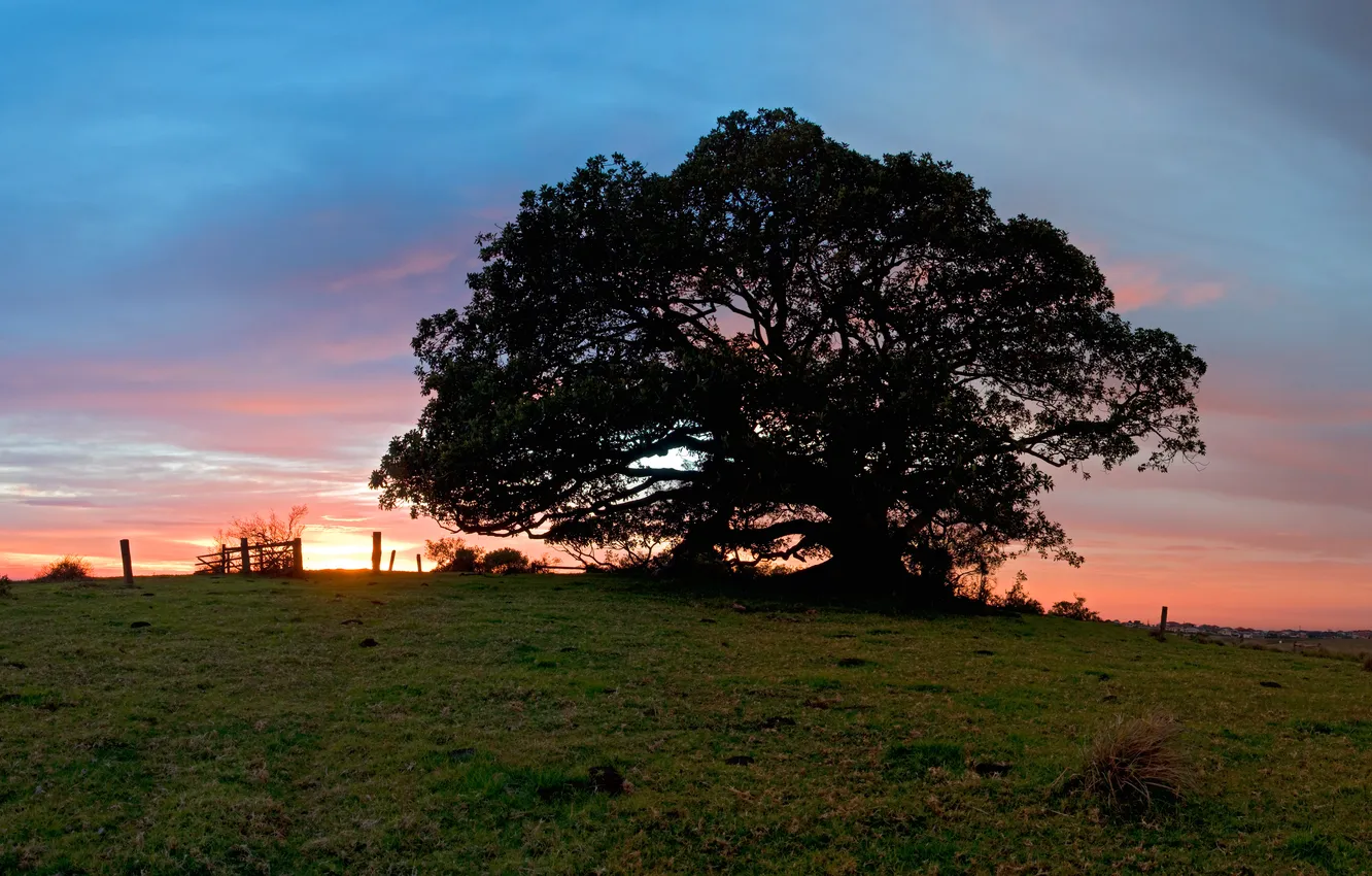 Photo wallpaper summer, trees, sunset, nature, large