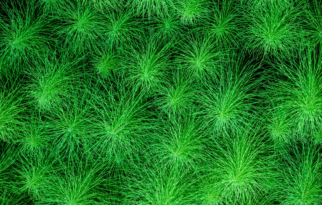 Photo wallpaper trees, nature, plant, pine, horsetail