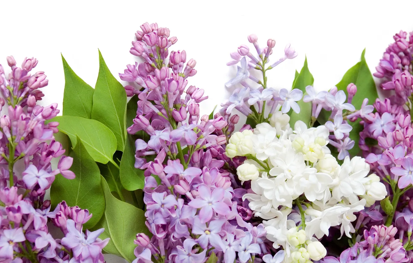 Photo wallpaper white, purple, flowers, spring, white, flowers, lilac, spring