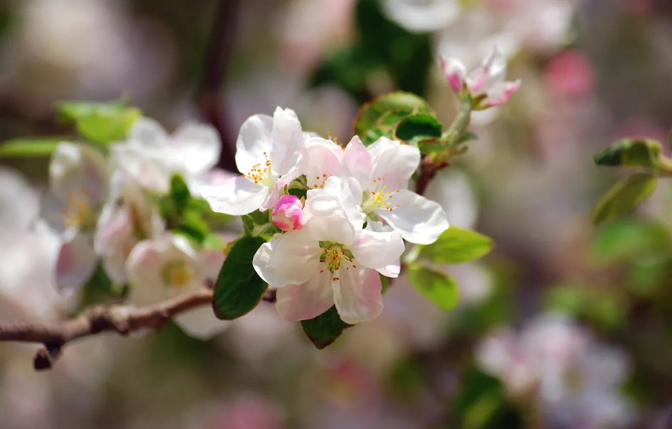 Photo wallpaper trees, tenderness, spring, Apple, flowering