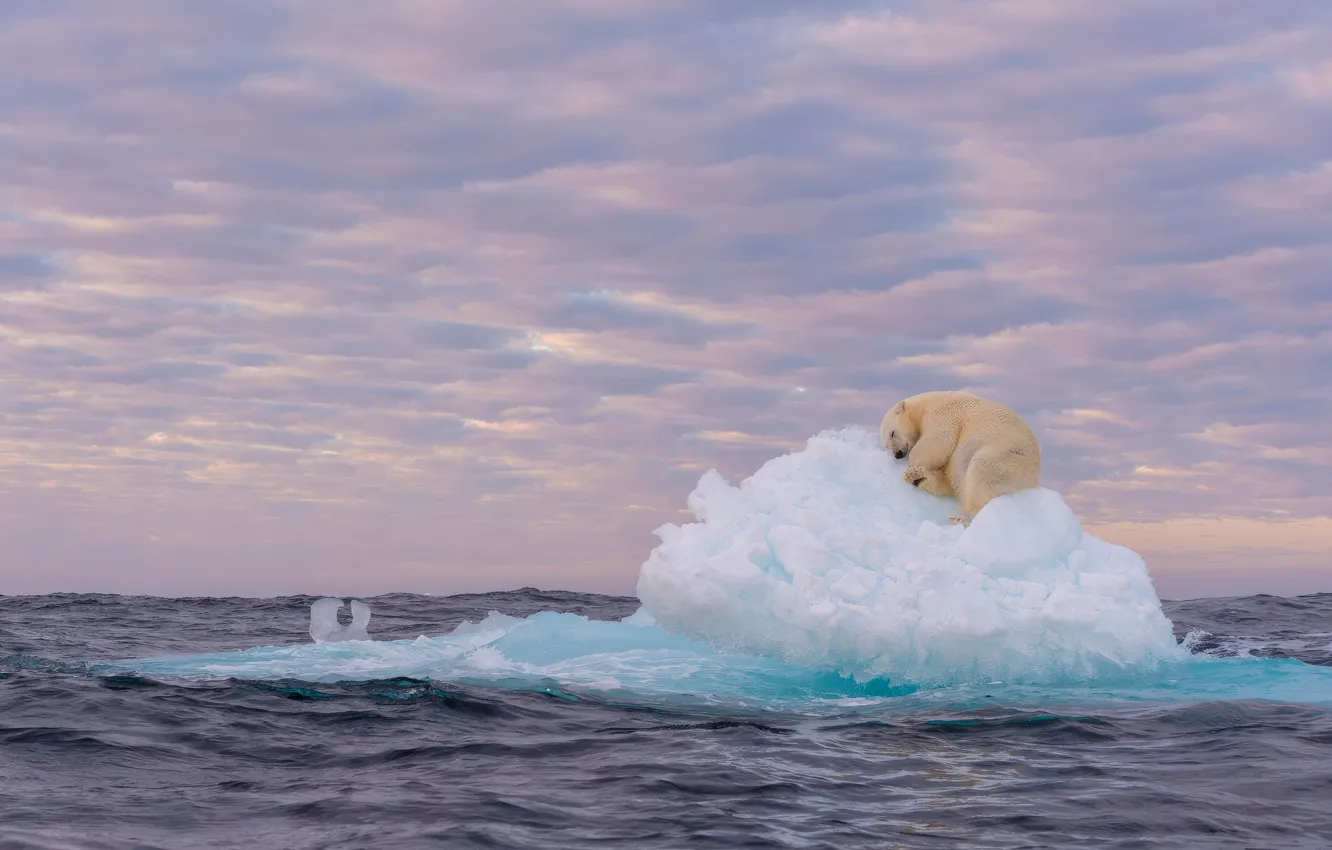 Photo wallpaper ice, ice, polar bear, sea, polar bear, ice floe
