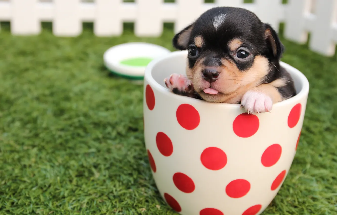 Photo wallpaper grass, the fence, dog, Cup, puppy, Chihuahua