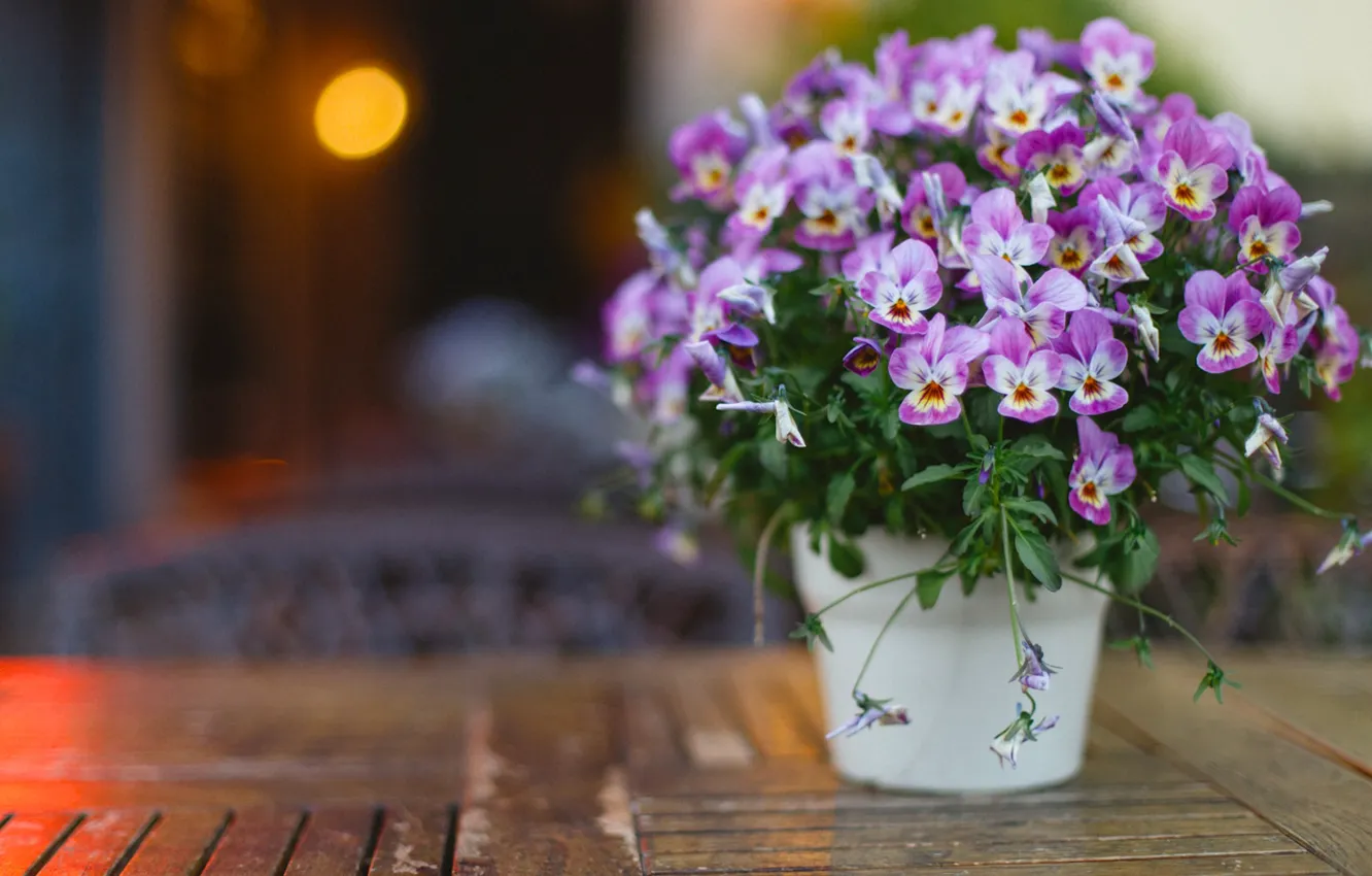Photo wallpaper eyes, bouquet, bokeh, viola, Viola tricolor, Daisy