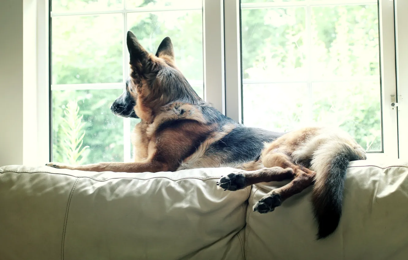 Photo wallpaper dog, pet, German Shepherd, Watching