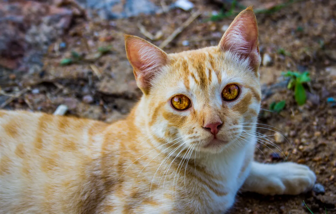 Photo wallpaper cat, cat, look, face, earth, cat, lies, red